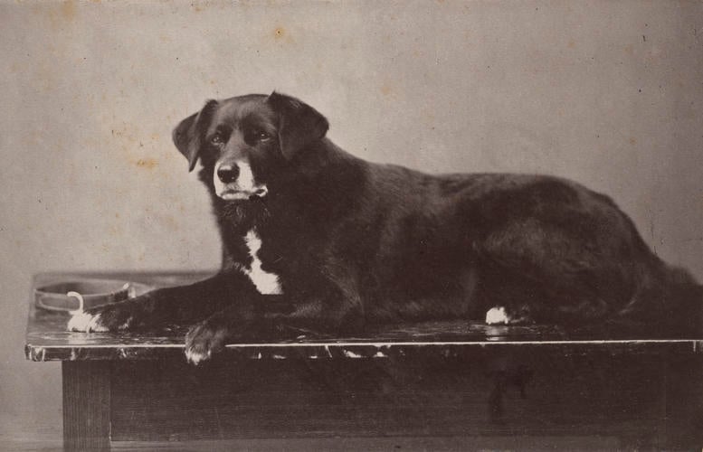 Sharp (1864-1879), Queen Victoria's favourite collie