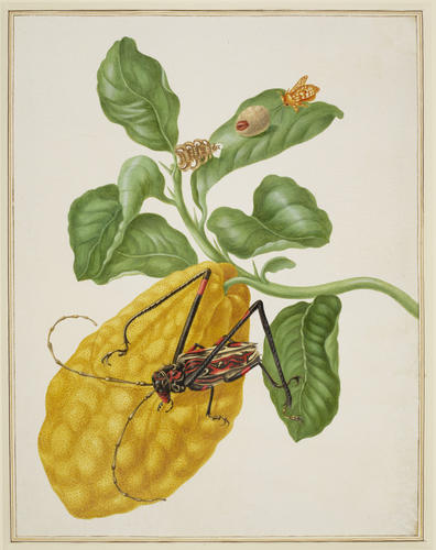 Citron with Monkey Slug Moth and Harlequin Beetle Citron with Monkey Slug Moth and Harlequin Beetle