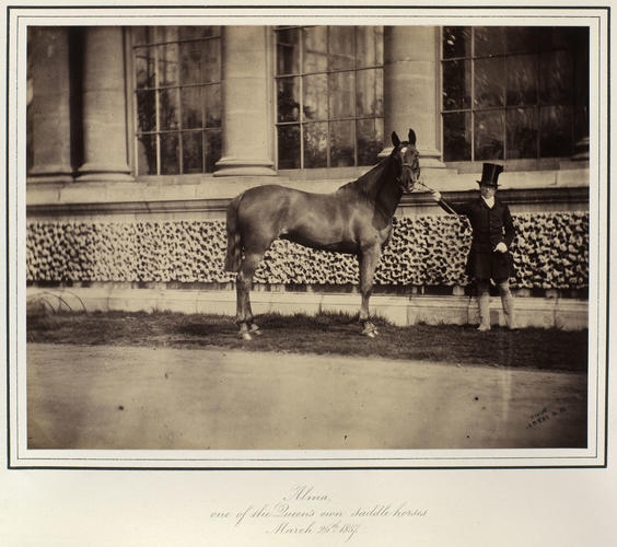 'Alma, one of the Queen's own saddle horses'