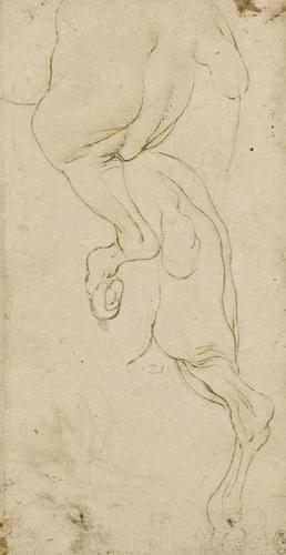 The hind-quarters of a horse