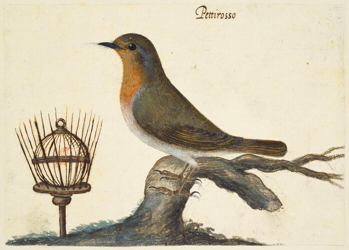 European robin (Erithacus rubecula L. 1758)