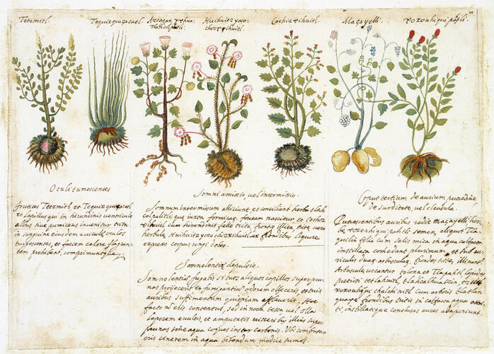 'Aztec Herbal' folio 7: seven medicinal plants