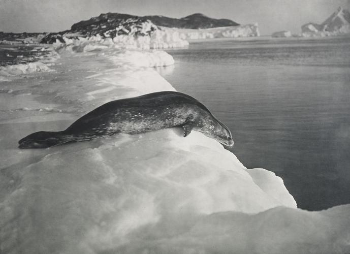 Weddell seal about to dive, Cape Evans