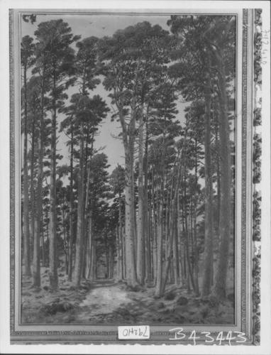 The Ballochbuie Forest