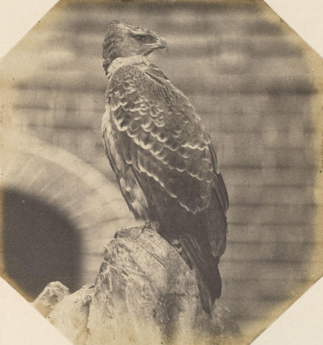 Hawk-eagle, London Zoo