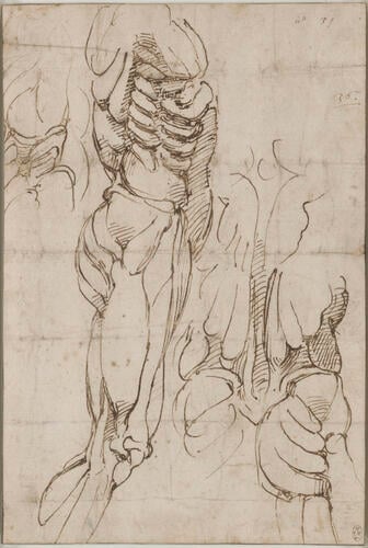 Anatomical studies of a male torso