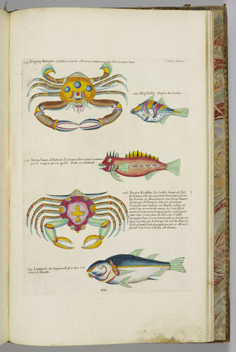 Poissons, écrevisses et crabes. . . que l'on trouve autour des Isles Moluques, et sur les côtes des Terres Australes. . . / Louis Renard