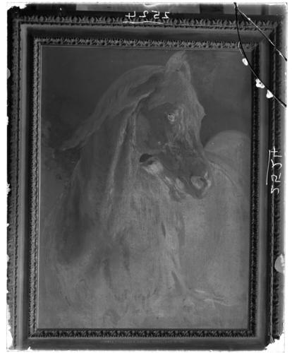 Glass plate negative of a painting of Hammon, Queen Victoria's horse