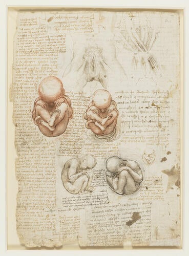 The fetus, and the muscles attached to the pelvis (recto); studies of the fetus, related internal organs, and the arm (verso)