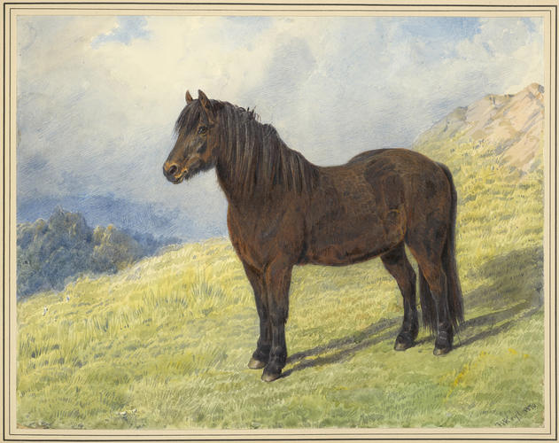 Fyvie, Her Majesty's Highland pony. 1870 Fyvie, Her Majesty's Highland pony. 1870