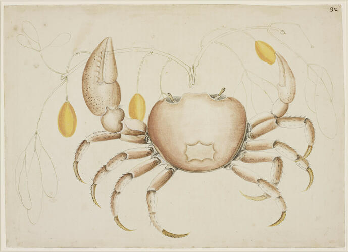 The Land-Crab