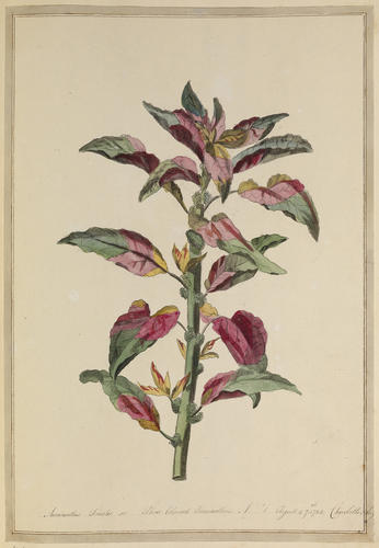 Amaranthus tricolor Amaranthus tricolor