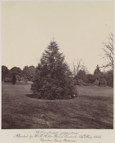 Wellingtonia gigantica [sic]. Planted by H. R. H. the Prince Consort. 24th May 1855. Garden Lawn, Osborne