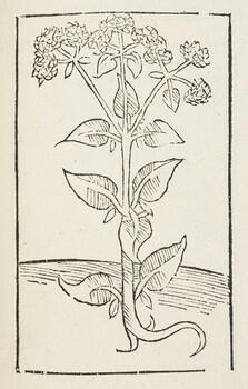 Ruralia Commoda / Petrus de Crescentiis