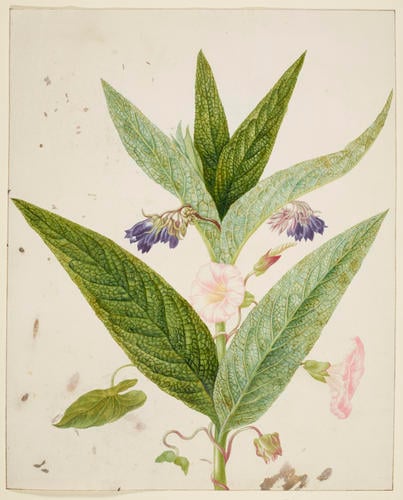 Field Bindweed and Russian Comfrey Field Bindweed and Russian Comfrey