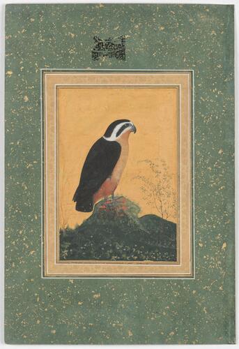 Master: Mughal album of portraits, animals and birds.
Item: Painting of a collared falconet and portraits of two Mughal emperors and two ladies Master: Mughal album of portraits, animals and birds.
Item: Painting of a collared falconet and portraits of two Mughal emperors and two ladies