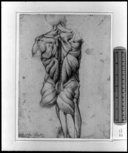 An anatomical study of a male torso, from behind
