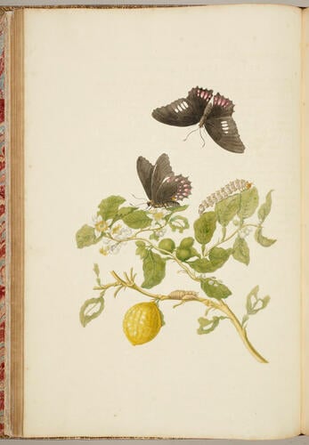 Metamorphosis insectorum Surinamensium. In qua erucae ac vermes Surinamenses, cum omnibus suis transformationibus, ad vivum delineatur & describuntur, singulis eorum in plantas, flores & fructus colloeatis, in quibus reperta sunt; tum etiam generatio ranarum, busonum rariorum, lacertarum, serpentatum, araconium & formicarium exhibitur, omnia in America ad virum naturalis magnitudinae picta atque descripta / per Mariam Sibyllam Merian Metamorphosis insectorum Surinamensium. In qua erucae ac vermes Surinamenses, cum omnibus suis transformationibus, ad vivum delineatur & describuntur, singulis eorum in plantas, flores & fructus colloeatis, in quibus reperta sunt; tum etiam generatio ranarum, busonum rariorum, lacertarum, serpentatum, araconium & formicarium exhibitur, omnia in America ad virum naturalis magnitudinae picta atque descripta / per Mariam Sibyllam Merian