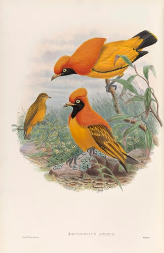 The Birds of New Guinea and the adjacent Papuan Islands, including many new species recently discovered in Australia ; v. 1 / by John Gould ; completed after the authors death by R. Bowdler Sharpe