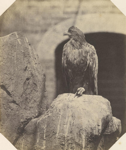 Young sea eagle, London Zoo