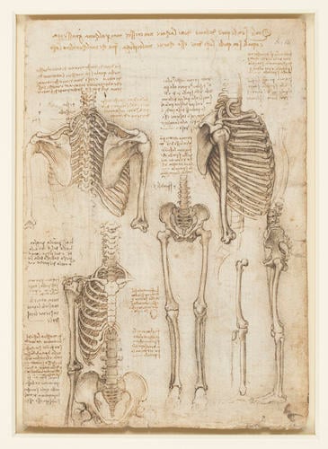 The skeleton (recto); The muscles of the face and arm, and the nerves and veins of the hand (verso)