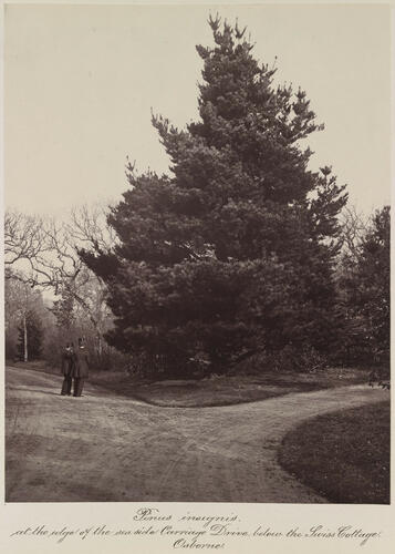 Pinus insignis [sic], at the edge of the seaside carriage drive, below the Swiss Cottage, Osborne