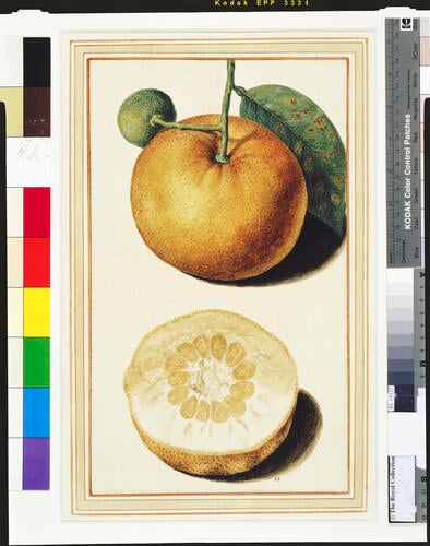 Pummelo: whole and half-fruit