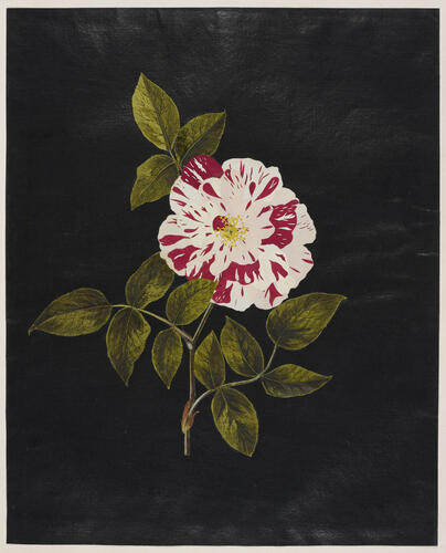 York and Lancaster Rose
