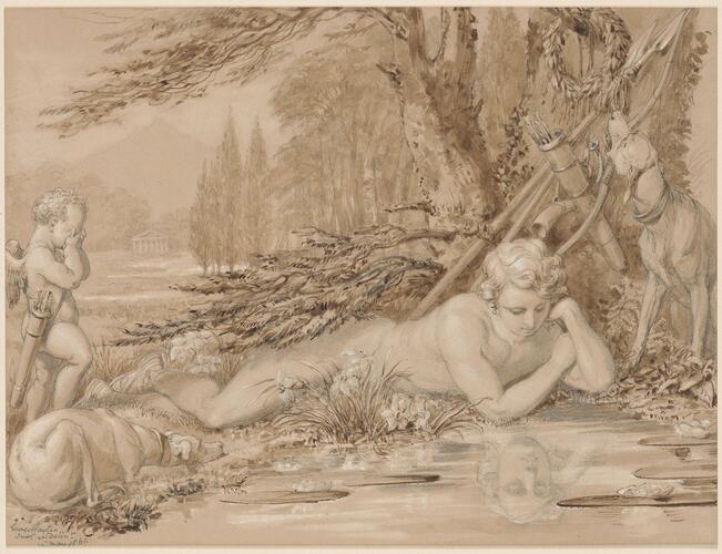Narcissus
