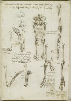 The bones of the arm and leg (recto); The surface anatomy of the shoulder (verso)