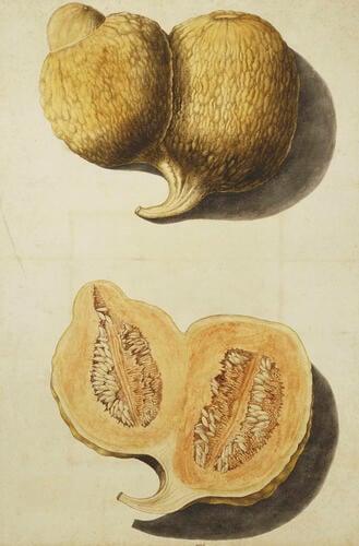 Deformed melon