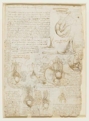 The fetus, and the muscles attached to the pelvis (recto); studies of the fetus, related internal organs, and the arm (verso)