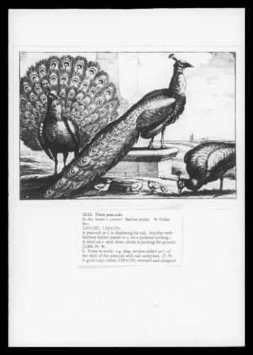 Three Peacocks Three Peacocks