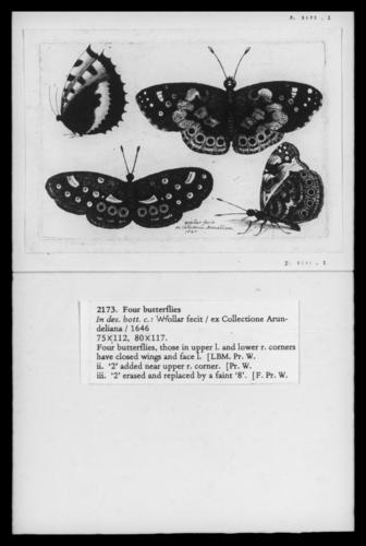Four Butterflies