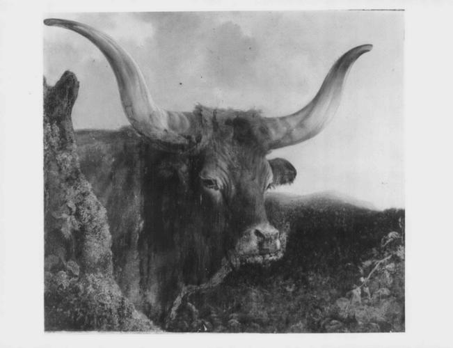 A Spanish Ox