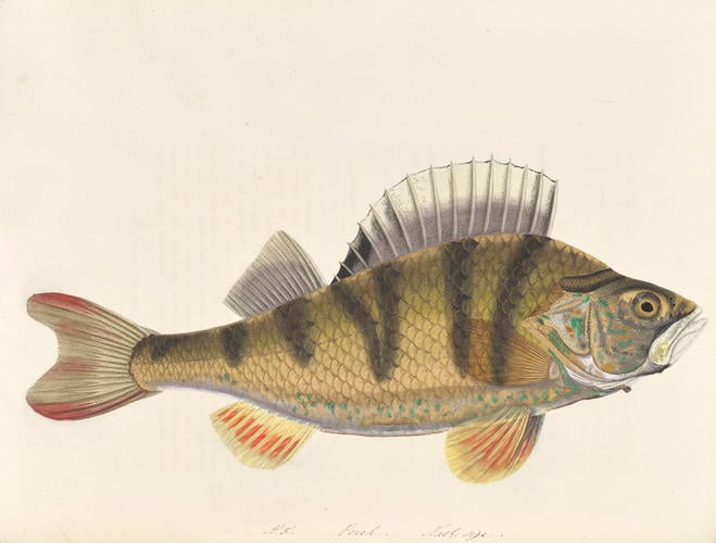 The Fresh-water fishes of Great Britain / by Mrs T. Edward Bowditch