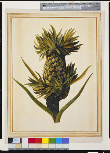 Pineapple, Ananas comosus (L. ) Merr