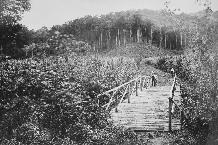 Sugar cane field, St Lucia