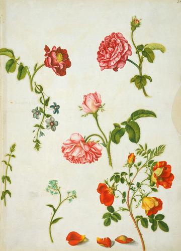 Velvet rose, unidentified rose, flaxleaf pimpernel, damask rose, water forget-me-not, and Austrian copper rose