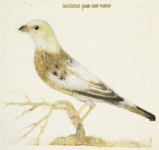 Corn bunting, Emberiza calandra L. 1758 Corn bunting, Emberiza calandra L. 1758