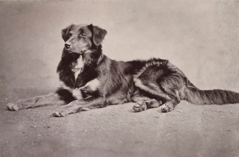 Noble, Queen Victoria's dog, 1872