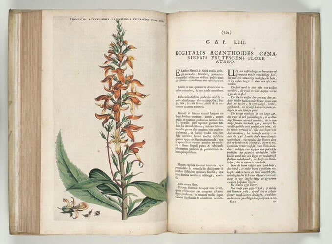 Horti medici Amstelodamensis rariorum, tam orientalis, quam occidentalis Indiae, aliarumque peregrinarum plantarum . . . descriptio et icones ; t. 2 / by Joannes Commelinus ; edited by Fredericus Ruyschius and Franciscus Kiggelarius