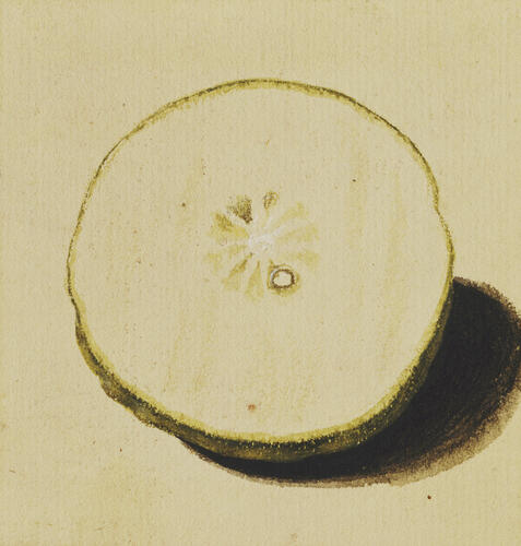 Citron, Citrus medica L. : ribbed half-fruit