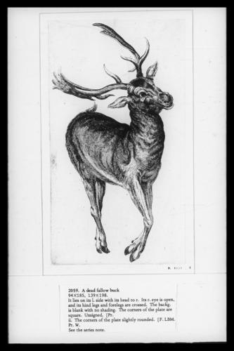A Dead Fallow Buck A Dead Fallow Buck