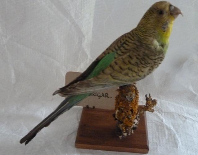 Green budgerigar