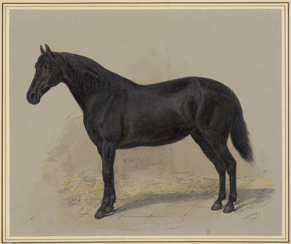 Flora: The Queen's Highland Pony. 1866 Flora: The Queen's Highland Pony. 1866