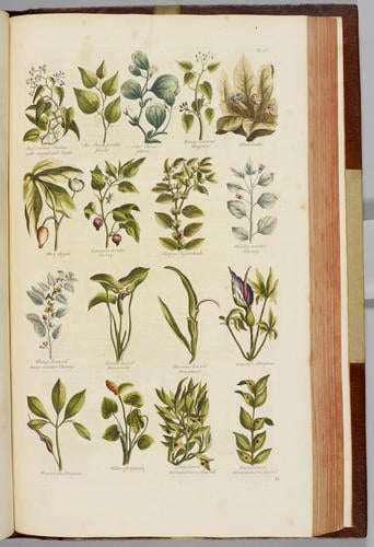 The British herbal : an history of plants and trees, natives of Britain, cultivated for use or raised for beauty / by John Hill The British herbal : an history of plants and trees, natives of Britain, cultivated for use or raised for beauty / by John Hill