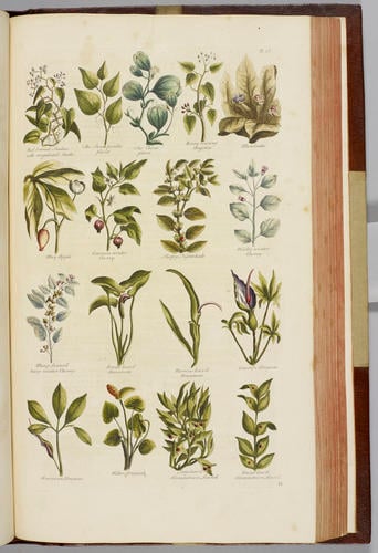 The British herbal : an history of plants and trees, natives of Britain, cultivated for use or raised for beauty / by John Hill