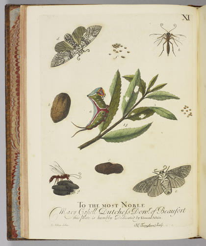 A Natural history of English insects / by Eleazar Albin