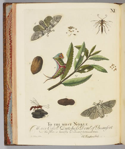 A Natural history of English insects / by Eleazar Albin A Natural history of English insects / by Eleazar Albin